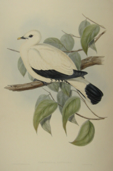 John Gould's Birds of Australia